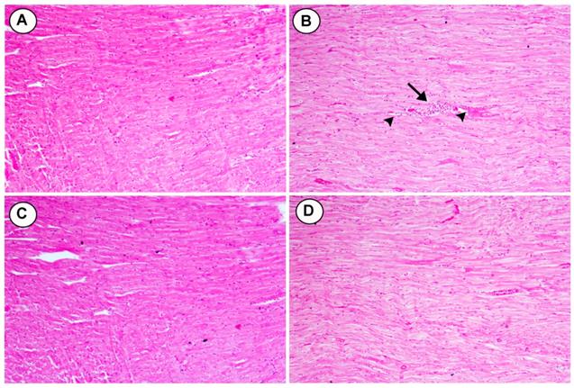 Int J Med Sci Image