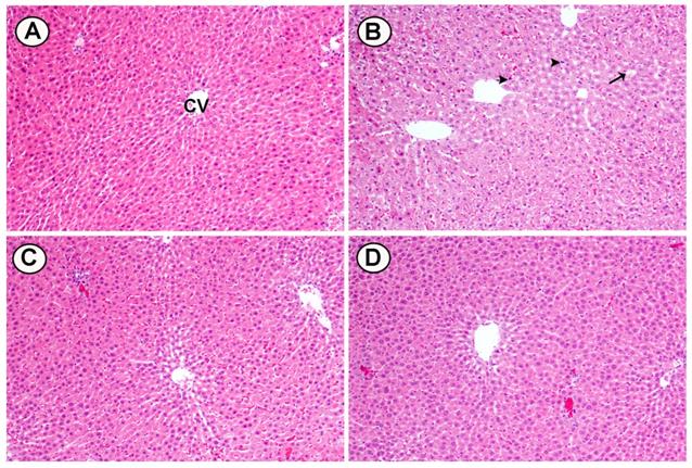 Int J Med Sci Image