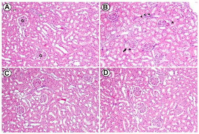 Int J Med Sci Image