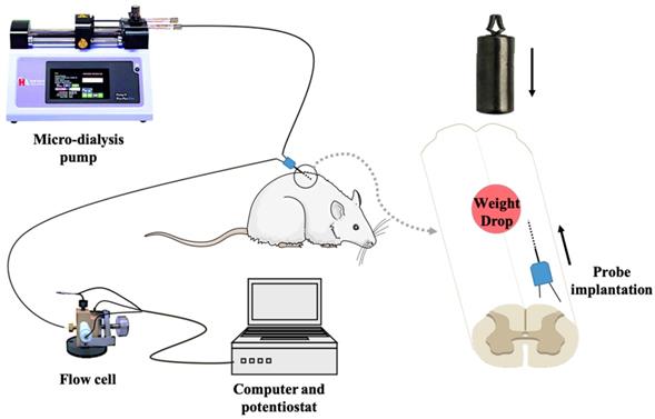 Int J Med Sci Image