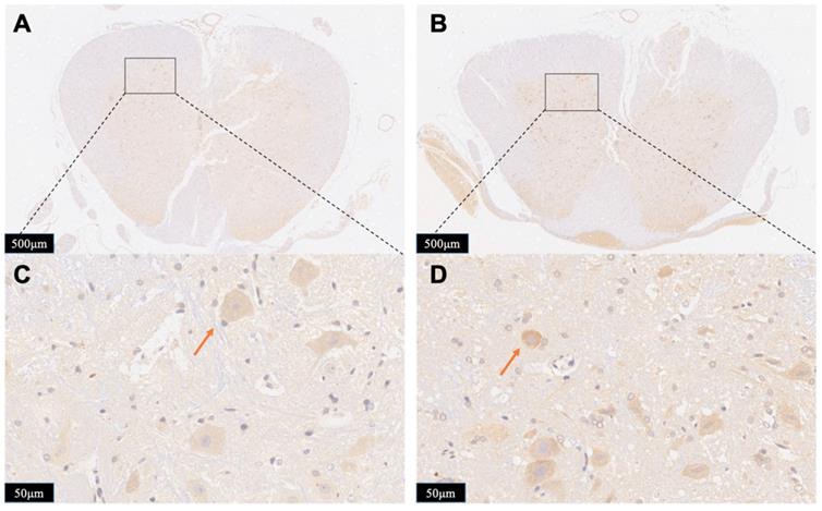 Int J Med Sci Image