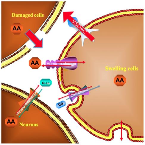 Int J Med Sci Image