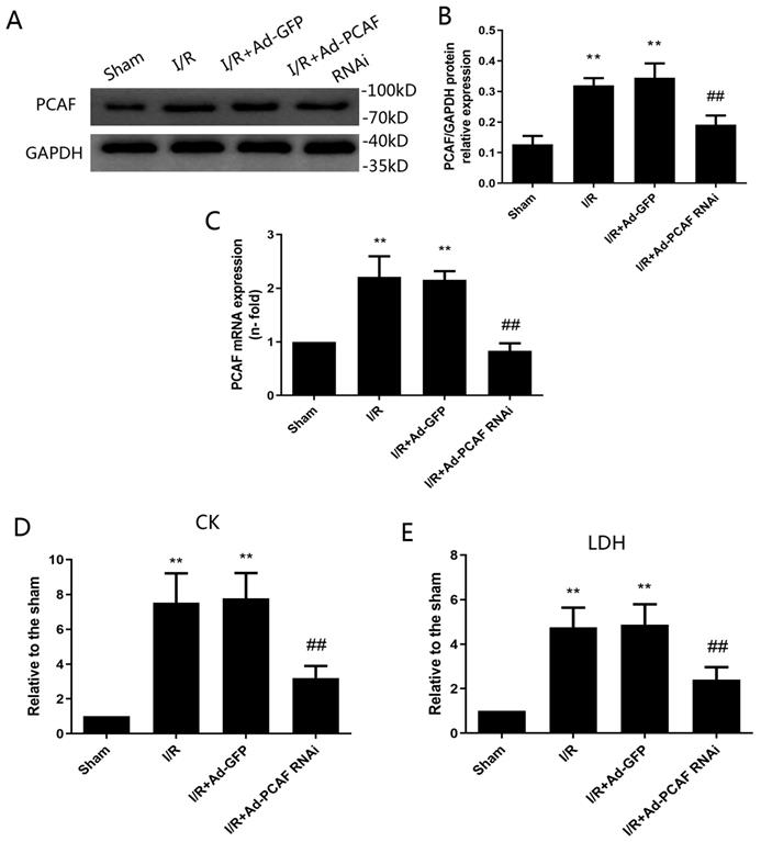 Int J Med Sci Image