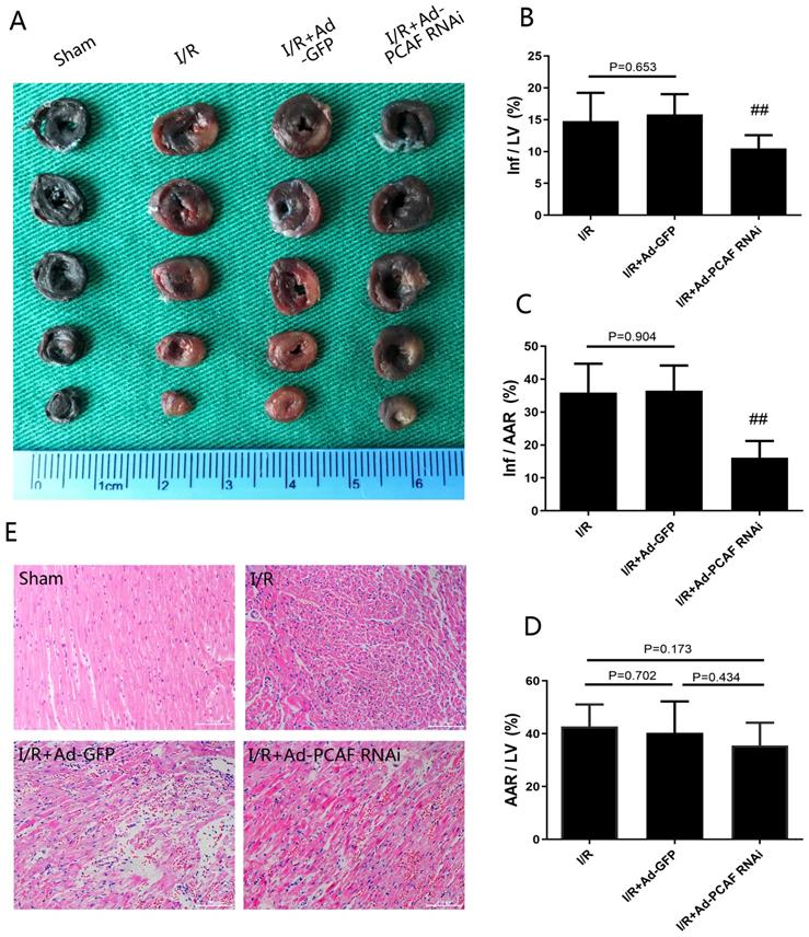 Int J Med Sci Image