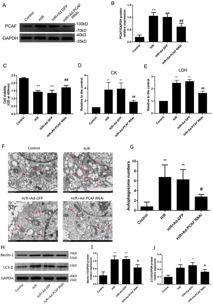 Int J Med Sci Image