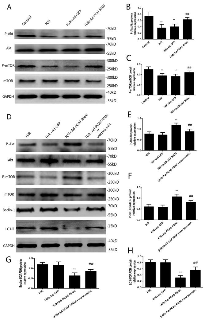 Int J Med Sci Image