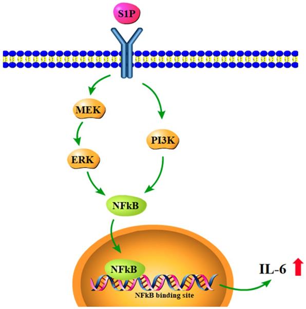 Int J Med Sci Image