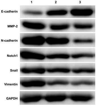 Int J Med Sci Image