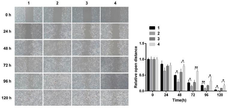 Int J Med Sci Image