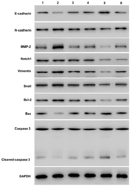 Int J Med Sci Image