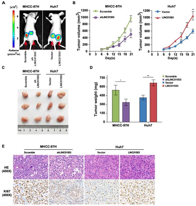 Int J Med Sci Image