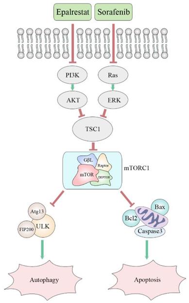 Int J Med Sci Image