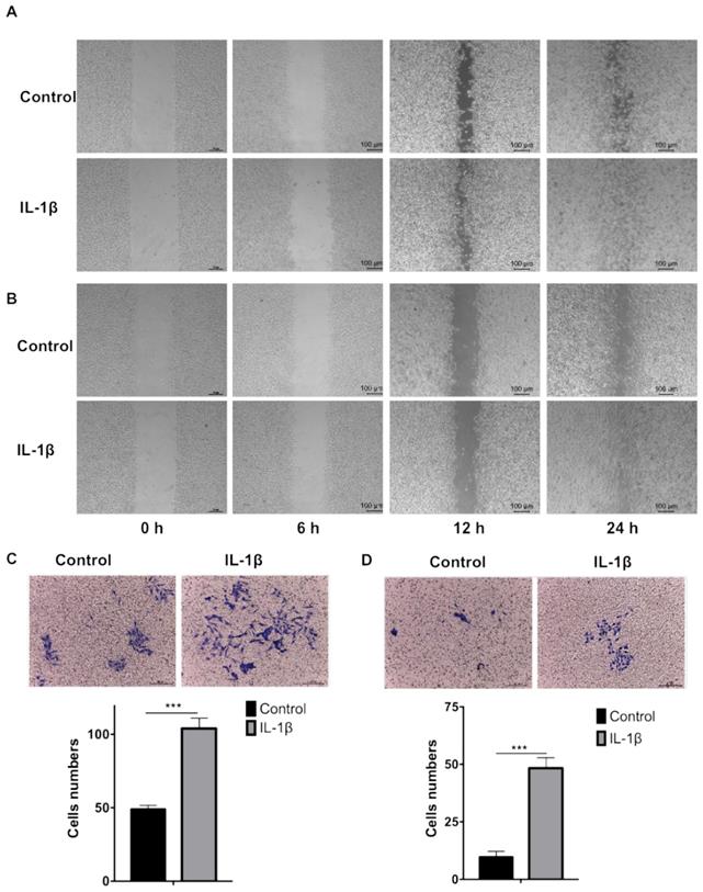 Int J Med Sci Image