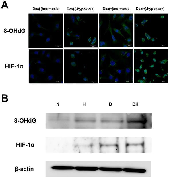 Int J Med Sci Image