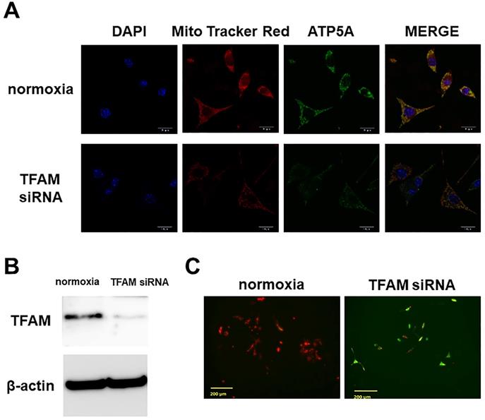 Int J Med Sci Image