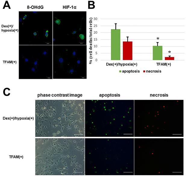 Int J Med Sci Image