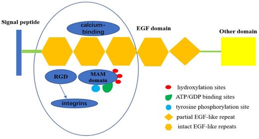 Int J Med Sci Image