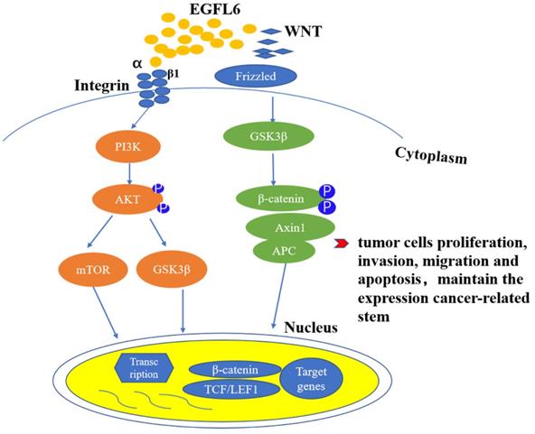 Int J Med Sci Image