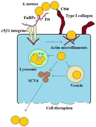 Int J Med Sci Image