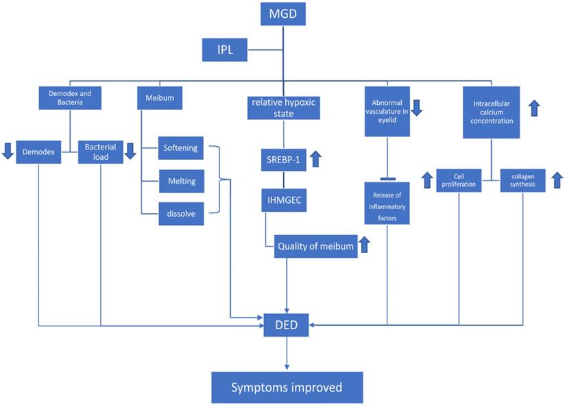 Int J Med Sci Image