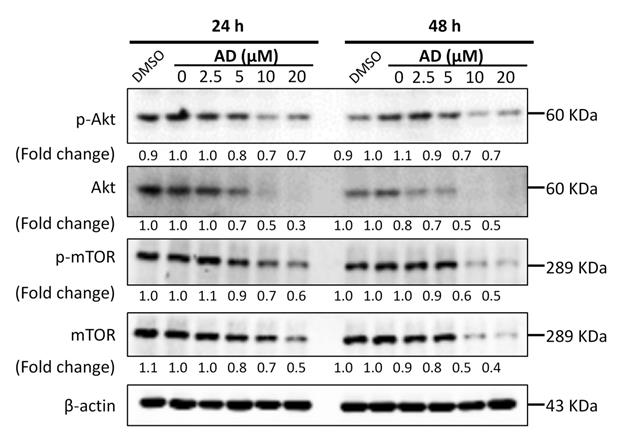 MC0704 is a STAT3 Inhibitor for Triple-negative Breast Cancer