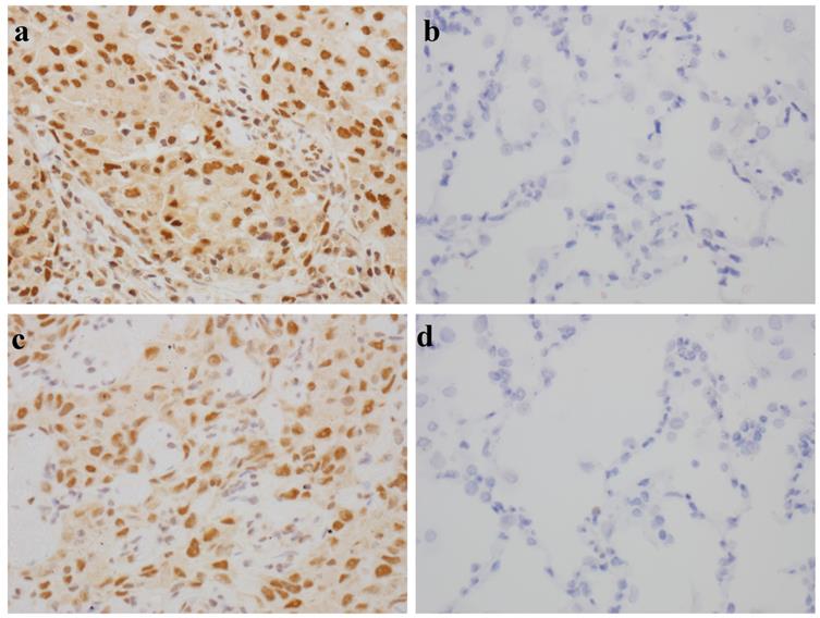 Int J Med Sci Image