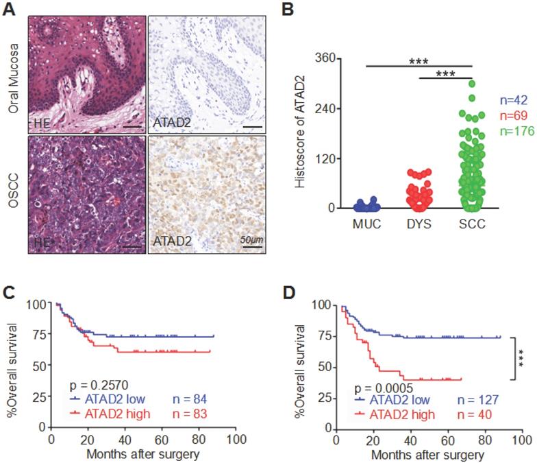 Int J Med Sci Image