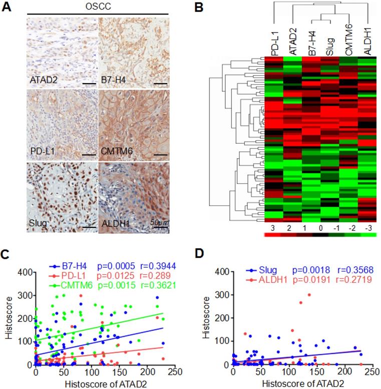 Int J Med Sci Image