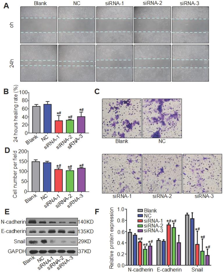 Int J Med Sci Image