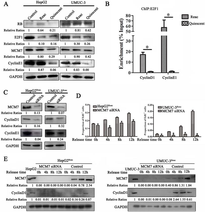 Int J Med Sci Image