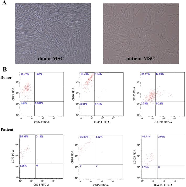 Int J Med Sci Image