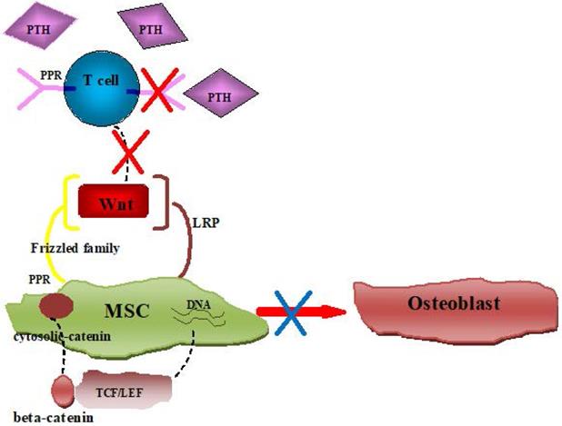 Int J Med Sci Image