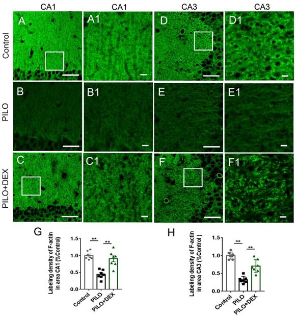 Int J Med Sci Image