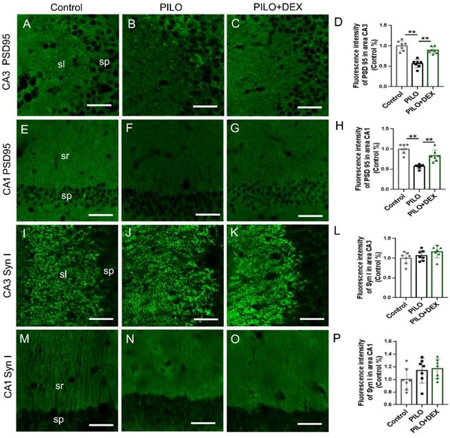 Int J Med Sci Image