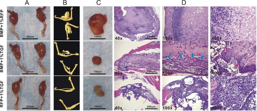 Int J Med Sci Image