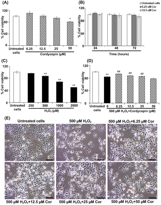 Int J Med Sci Image