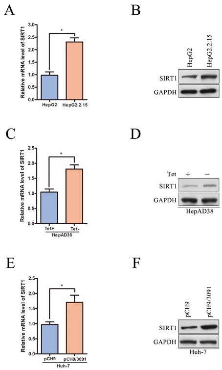 Int J Med Sci Image