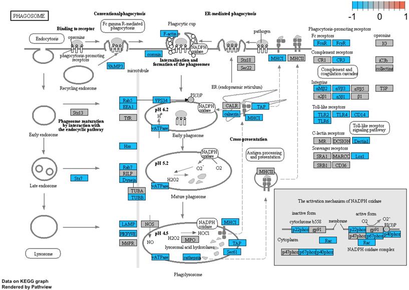 Int J Med Sci Image