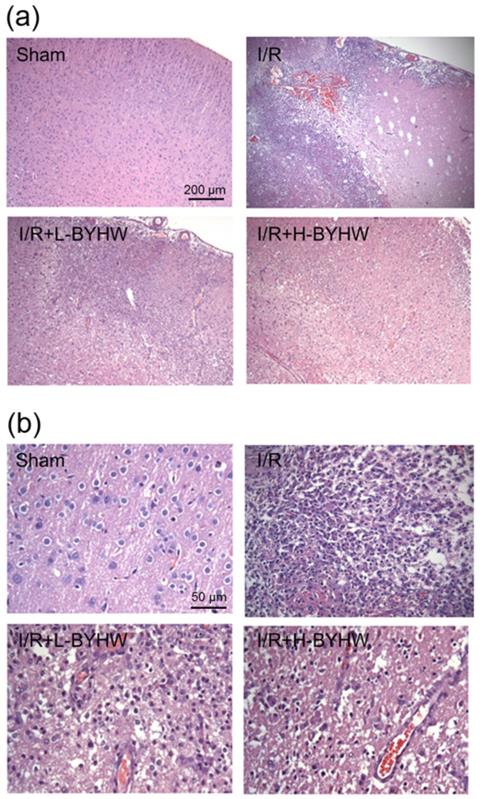 Int J Med Sci Image