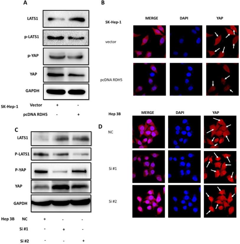 Int J Med Sci Image