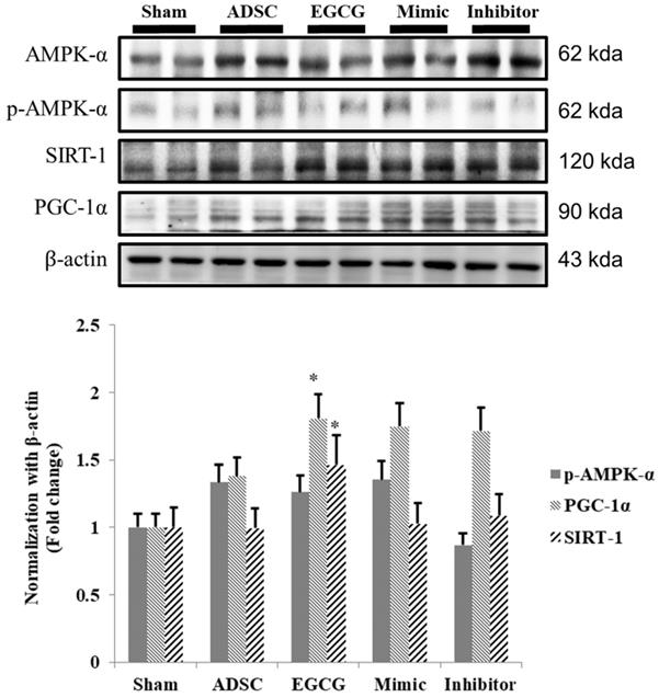 Int J Med Sci Image