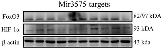 Int J Med Sci Image