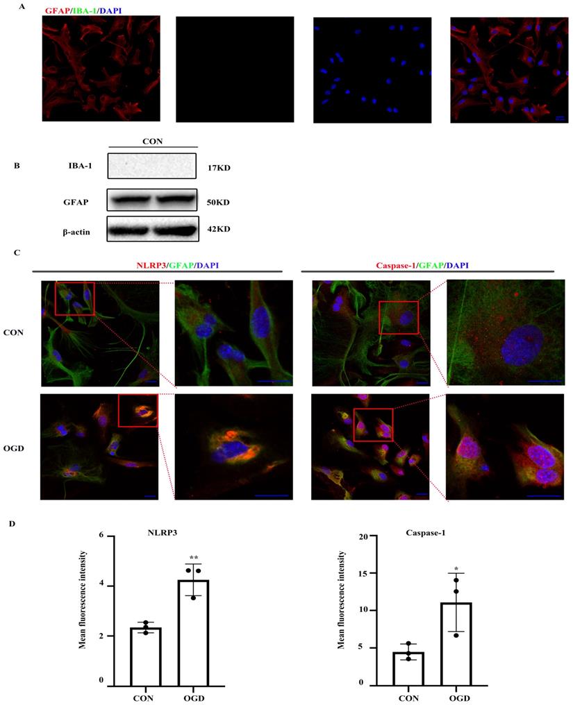 Int J Med Sci Image