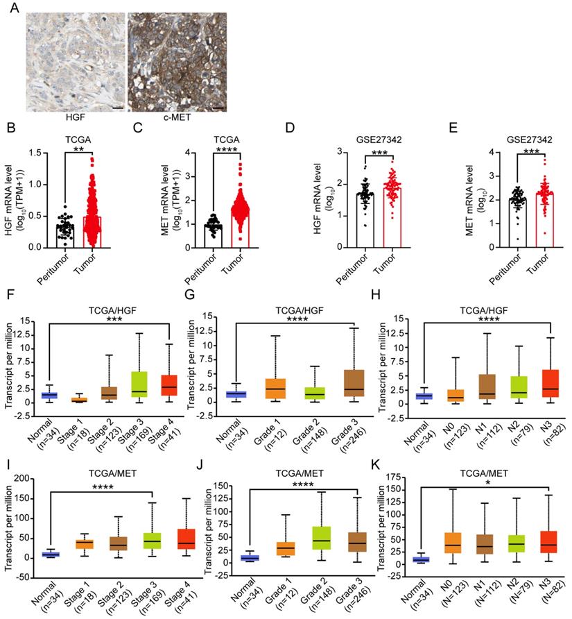 Int J Med Sci Image