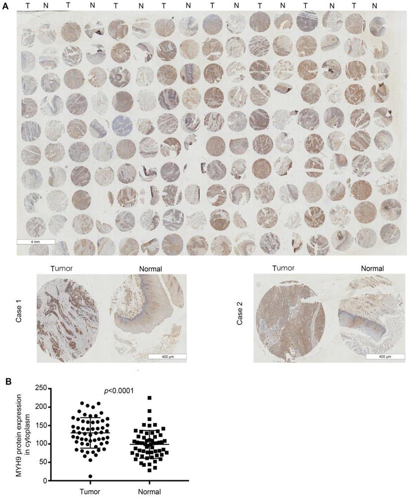 Int J Med Sci Image