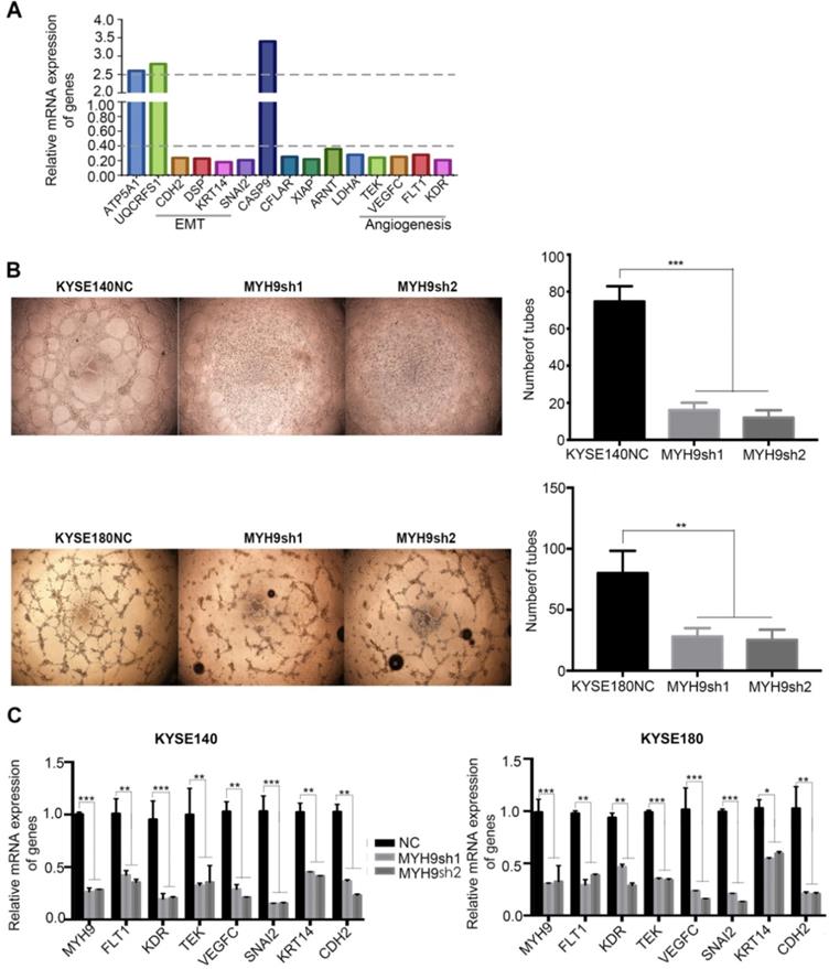 Int J Med Sci Image