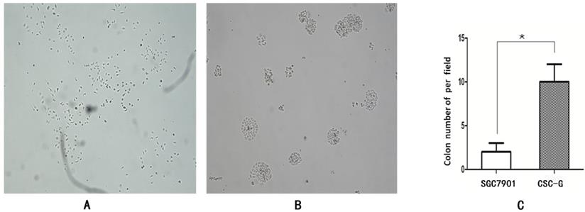 Int J Med Sci Image