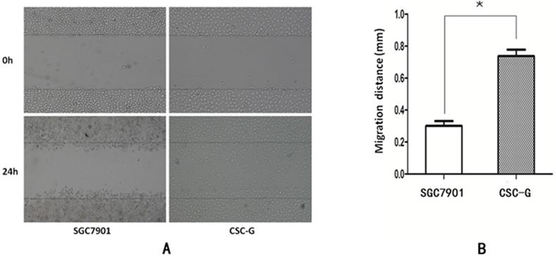 Int J Med Sci Image