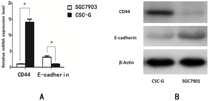 Int J Med Sci Image