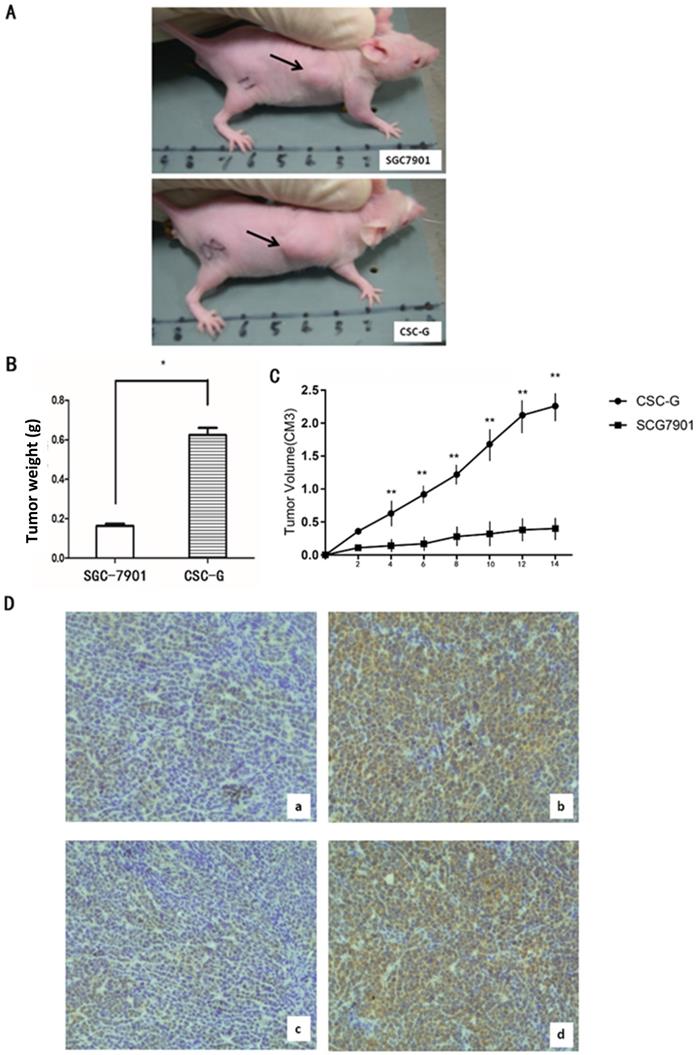 Int J Med Sci Image